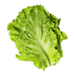 lettuce.png